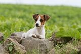 JACK RUSSEL 188